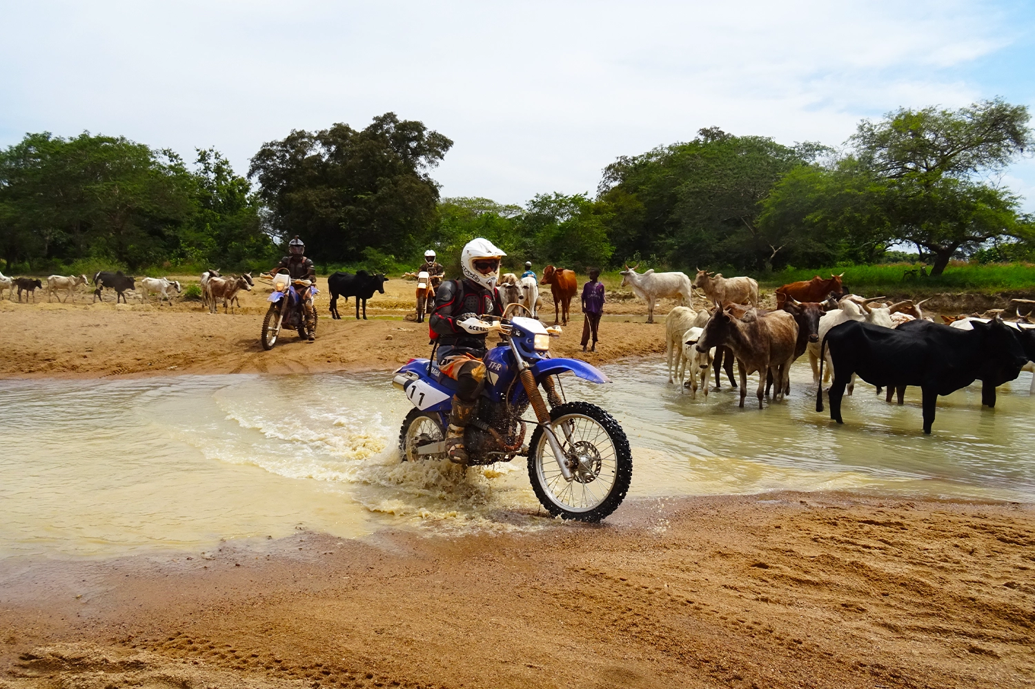 voyages-circuits-et-tourisme-afrique-moto-tours-ride-ouest-afrique-inter-pays tout terrain parmi les bétails en pleine nature